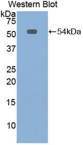 Biotin-Linked Polyclonal Antibody to Mesothelin (MSLN)