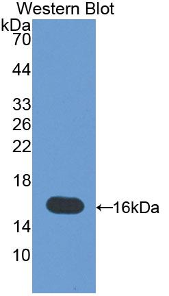 Polyclonal Antibody to Melanoma Inhibitory Activity Protein 1 (MIA1)