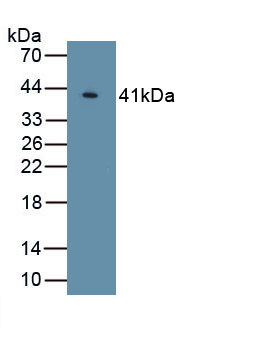 Polyclonal Antibody to Klotho (KL)