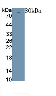 Polyclonal Antibody to Klotho (KL)