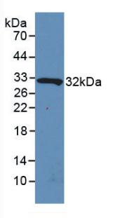 Polyclonal Antibody to Interleukin 4 Induced Protein 1 (IL4I1)