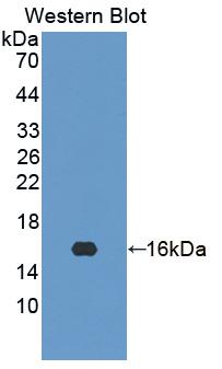Polyclonal Antibody to Histidine Triad Nucleotide Binding Protein 2 (HINT2)