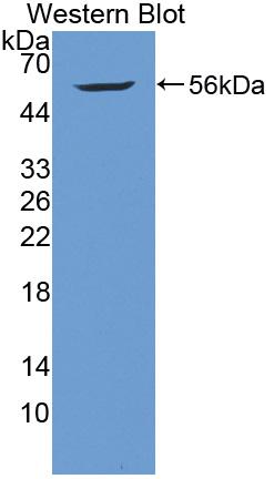 Polyclonal Antibody to Huntingtin Associated Protein 1 (HAP1)