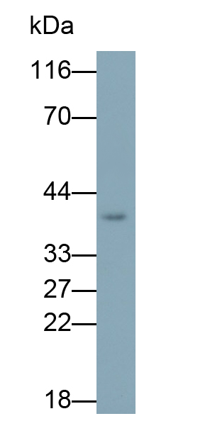 Polyclonal Antibody to Follistatin Like Protein 1 (FSTL1)