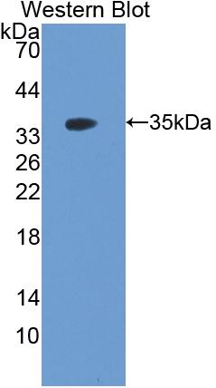 Polyclonal Antibody to Follistatin Like Protein 1 (FSTL1)