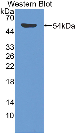 FITC-Linked Polyclonal Antibody to Filaggrin (FLG)
