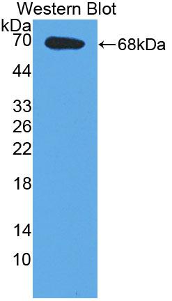Polyclonal Antibody to E2F Transcription Factor 2 (E2F2)