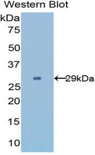 Polyclonal Antibody to UDP-Glucose Glycoprotein Glucosyltransferase 2 (UGGT2)