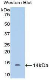 Polyclonal Antibody to D-Aspartate Oxidase (DDO)