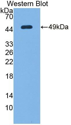 Polyclonal Antibody to DNA Damage Inducible Transcript 3 (DDIT3)