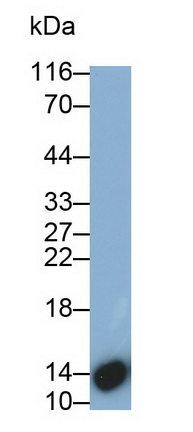 Polyclonal Antibody to Cystatin 4 (CST4)