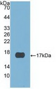Polyclonal Antibody to Cystatin 6 (CST6)