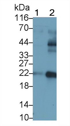 Polyclonal Antibody to Casein Kappa (CSN3)