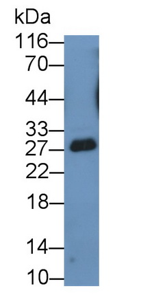 Polyclonal Antibody to Casein Kappa (CSN3)