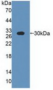 Polyclonal Antibody to Casein Alpha (CSN1)