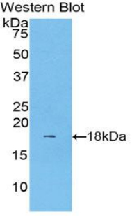 Biotin-Linked Polyclonal Antibody to Lecithin Cholesterol Acyltransferase (LCAT)