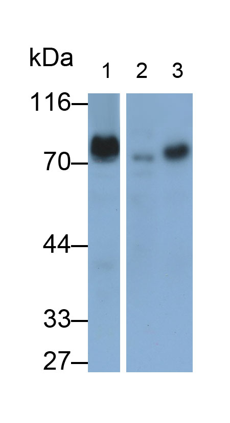 Polyclonal Antibody to Dishevelled, Dsh Homolog 1 (DVL1)