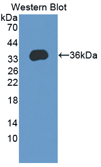 Polyclonal Antibody to Activity Regulated Cytoskeleton Associated Protein (ARC)