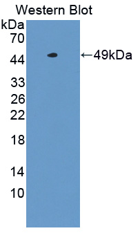 Polyclonal Antibody to Translocator Protein (TSPO)