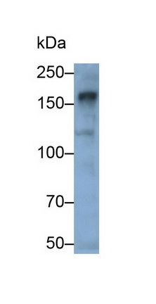 Polyclonal Antibody to Anillin (ANLN)