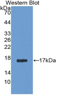 Polyclonal Antibody to Agmatine Ureohydrolase (AGMAT)