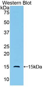 Polyclonal Antibody to Golgi Glycoprotein 1 (GLG1)