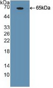Polyclonal Antibody to NANOG Homeobox Protein (NANOG)