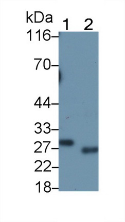 Polyclonal Antibody to Fas Associating Death Domain Containing Protein (FADD)