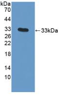 Polyclonal Antibody to Snail Homolog 1 (SNAI1)