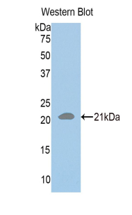 Polyclonal Antibody to DNA Repair Protein RAD50 (RAD50)