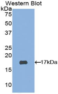 Polyclonal Antibody to A Disintegrin And Metalloproteinase With Thrombospondin 2 (ADAMTS2)