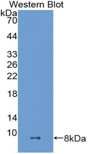Polyclonal Antibody to A Disintegrin And Metalloproteinase With Thrombospondin 8 (ADAMTS8)
