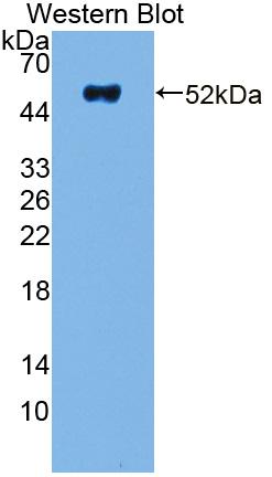 Polyclonal Antibody to Non Metastatic Cells 5, Protein NM23A Expressed In (NME5)