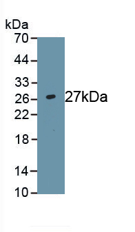 Polyclonal Antibody to Hairy And Enhancer Of Split 1 (HES1)