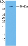 Polyclonal Antibody to Transmembrane Protein 27 (TMEM27)