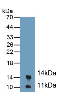 Polyclonal Antibody to Calprotectin (CALPRO)