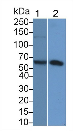 Polyclonal Antibody to Sal Like Protein 4 (SALL4)