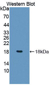 PAL105Hu01.jpg