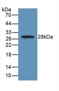 Polyclonal Antibody to Fibroblast Growth Factor Receptor Like Protein 1 (FGFRL1)