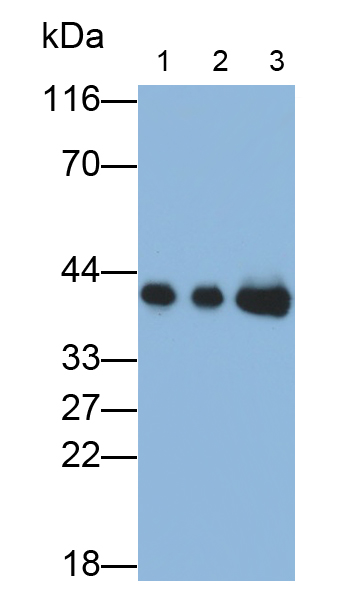 PAL231Hu01.jpg