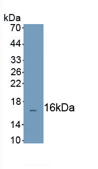 Polyclonal Antibody to Complement Factor H Related Protein 3 (CFHR3)