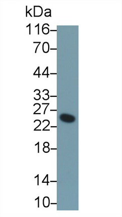 Polyclonal Antibody to Cell Death Inducing DFFA Like Effector A (CIDEA)