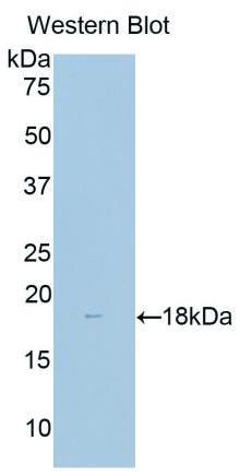 Polyclonal Antibody to Delta Like 1 Homolog (dLK1)