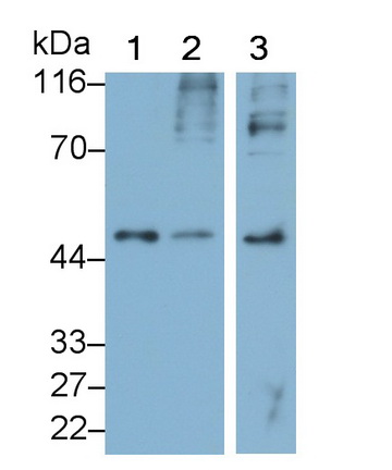 Polyclonal Antibody to FK506 Binding Protein Like Protein (FKBPL)