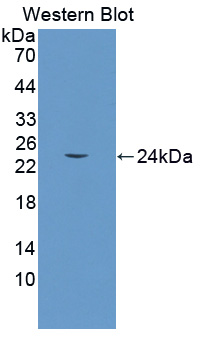 Polyclonal Antibody to Growth Arrest And DNA Damage Inducible Protein Gamma (GADD45g)