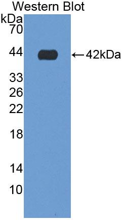 Polyclonal Antibody to Glial Cell Line Derived Neurotrophic Factor Receptor Alpha 1 (GFRa1)