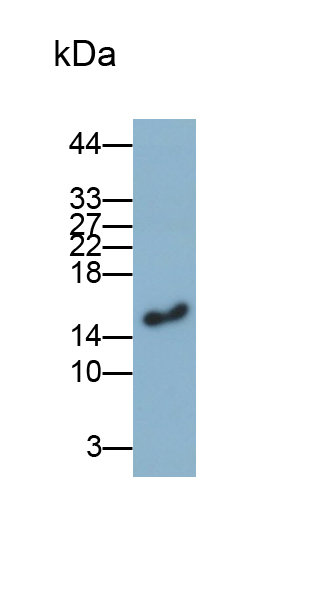 Polyclonal Antibody to Ubiquitin Cross Reactive Protein (UCRP)