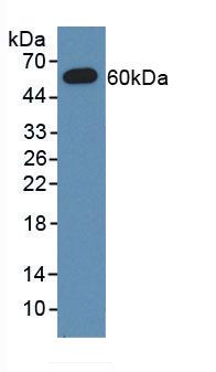 Polyclonal Antibody to Myxovirus Resistance 1 (MX1)