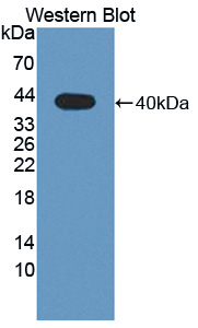 PAL817Hu01.jpg