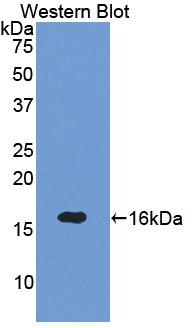 Polyclonal Antibody to Semaphorin 3A (SEMA3A)